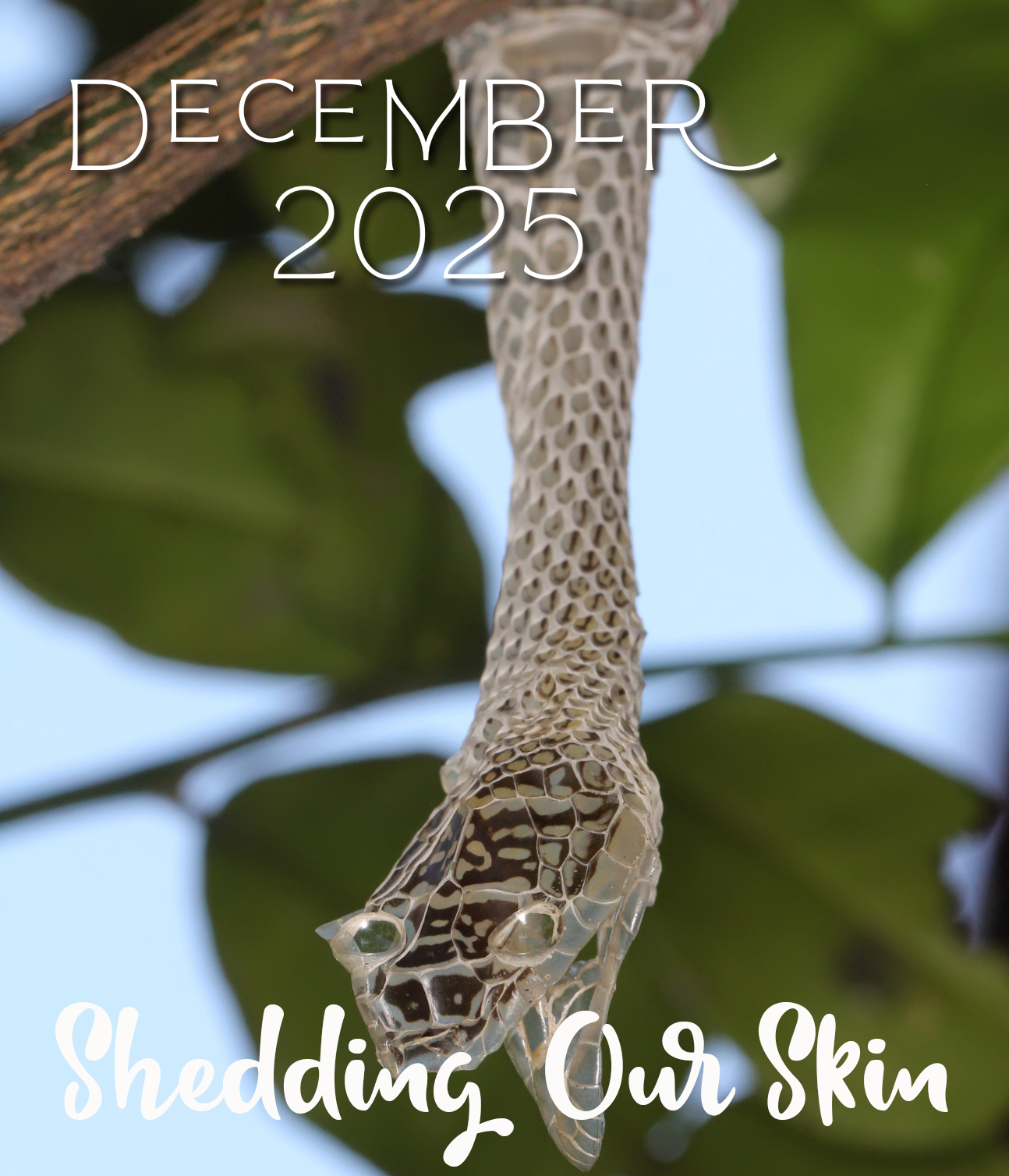December 2025 bulletin cover
